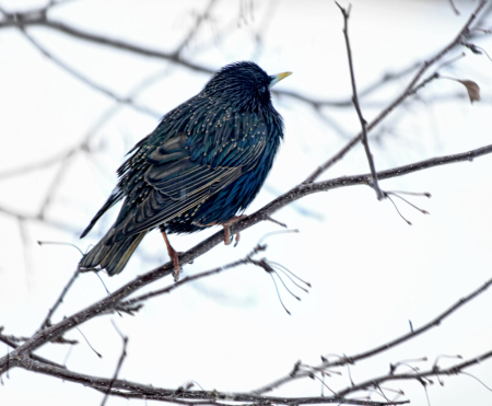 ~ Beautiful Starling ~