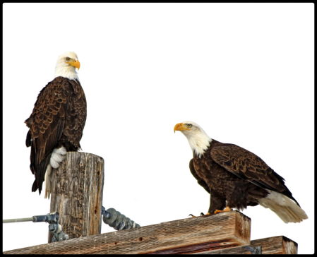 ~ Two On A Pole ~