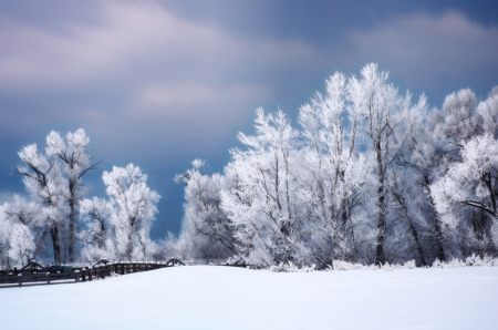 ~ Snow and Frost ~