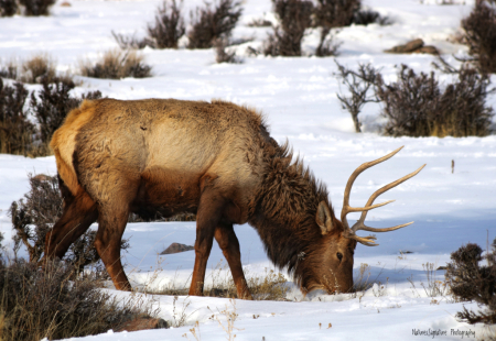 ~ Bull Elk ~