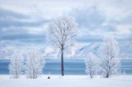 ~ Jack Frost Did His Magic ~