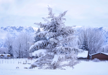 ~ Frosted Tree ~