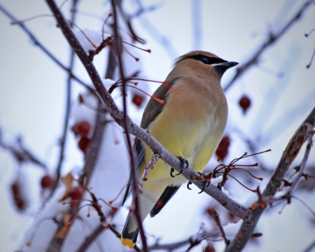 ~ Cedar Wax Wing ~