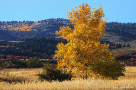 ~ Fall Colors ~