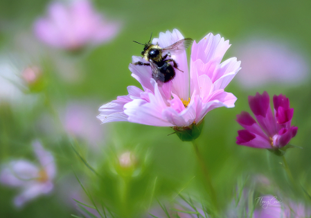 Pretty Summer Cosmos