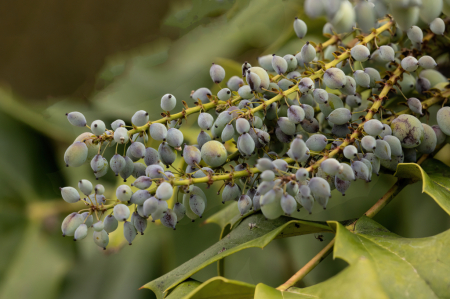 Berries