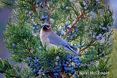 Cedar Waxwing with Juniper Berries