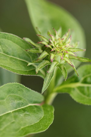 Coneflower Bud