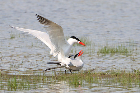 Mating Terns