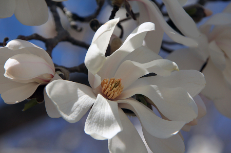 Magnolias.