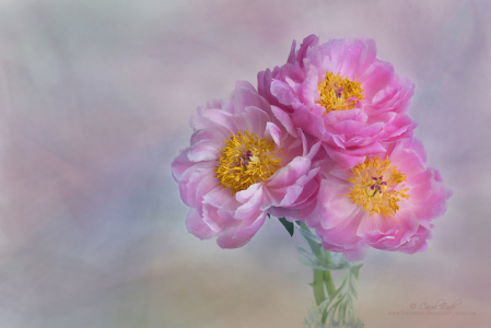 Coral Charm Peonies