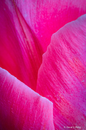 Tulip Petals