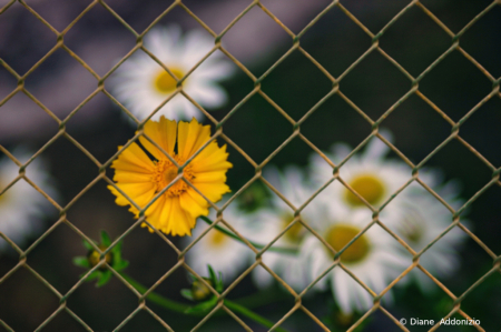 Fenced In