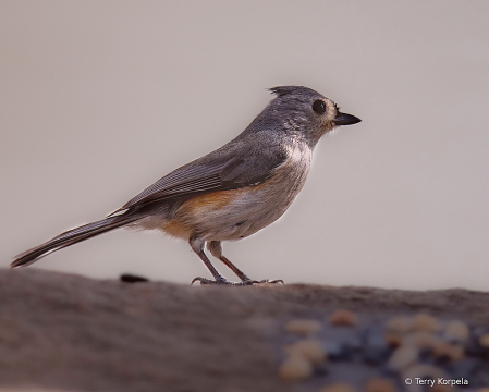 Tufted Titmouse