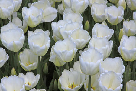 White Tulips