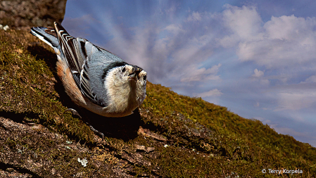 White-breasted Nuthatch