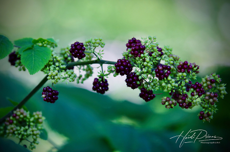 Bramble Berry