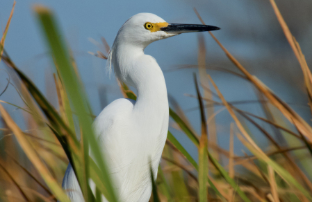 Snowy Egret 