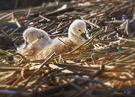 One day old cygnets