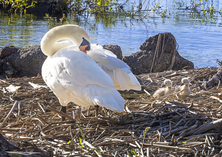 Mute Swan with her cygnet