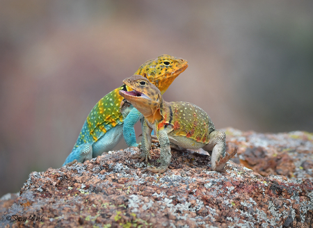 Collared Lizards