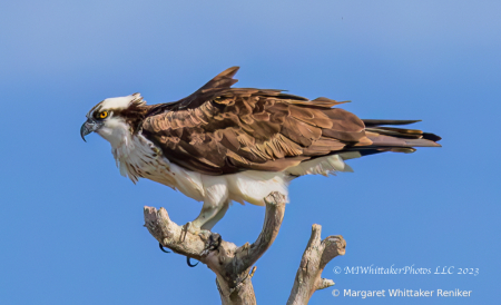 Osprey2