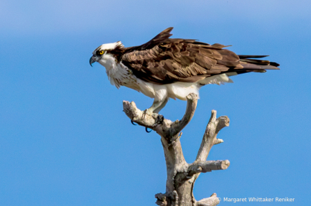 Osprey5