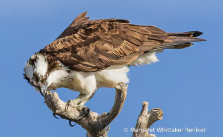 Osprey4