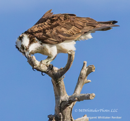 Osprey3