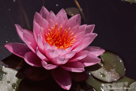 Water Lilly 