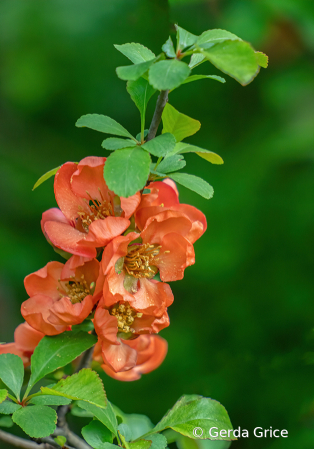 Japanese Quince