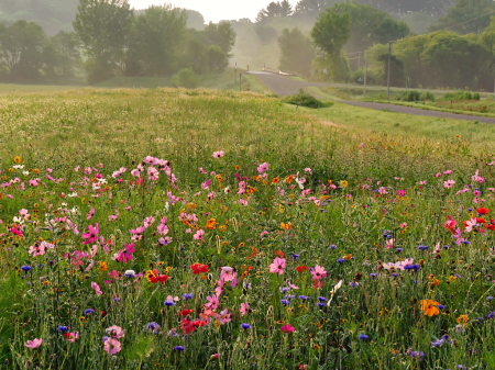 Wildflower Meadow In The Morning