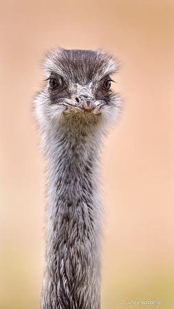 Greater Rhea (head shot)