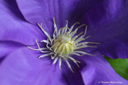 Purple Clematis