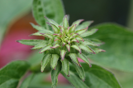 Coneflower Bud