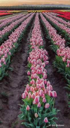 Sunrise over tulip field