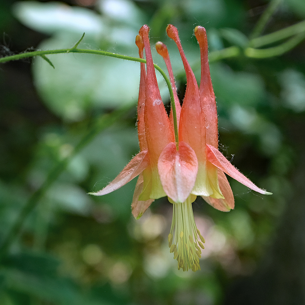 Red Columbine