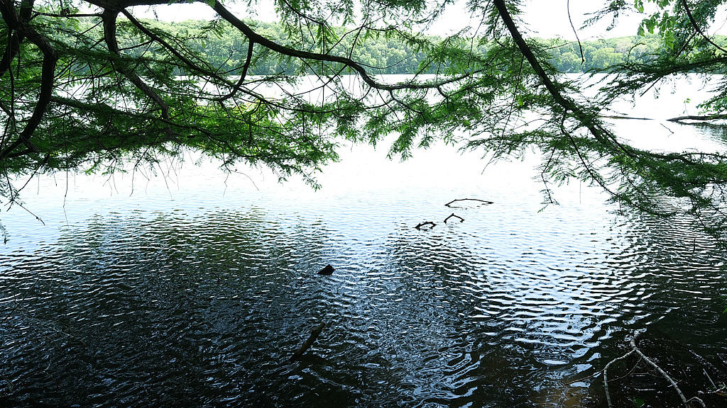 Pond