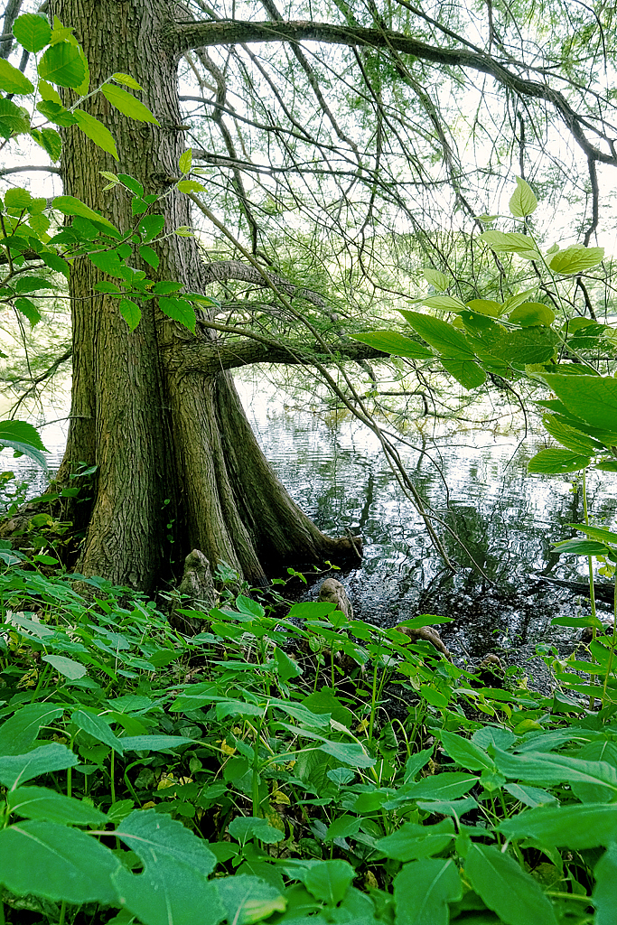 Cypress at Water's Edge