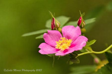 Russian Rose