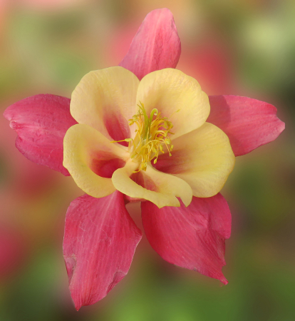 Columbine In Color