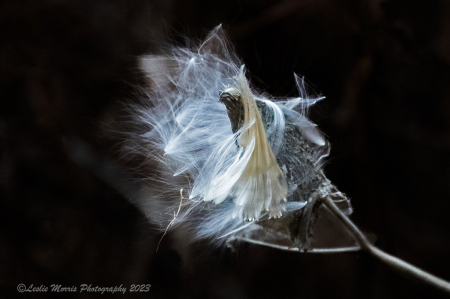 Fluff about to hit the wind...