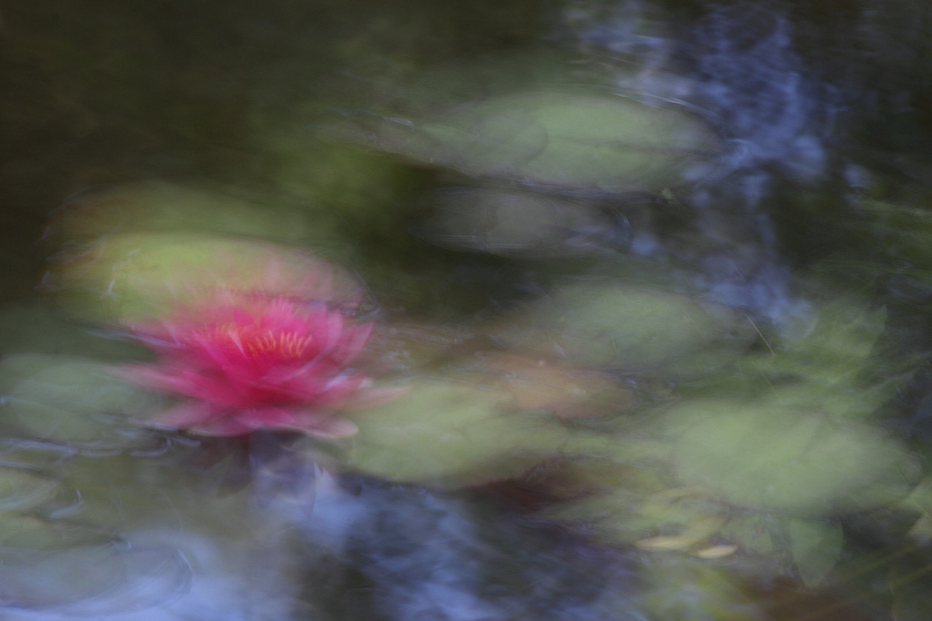 Monet’s water lily