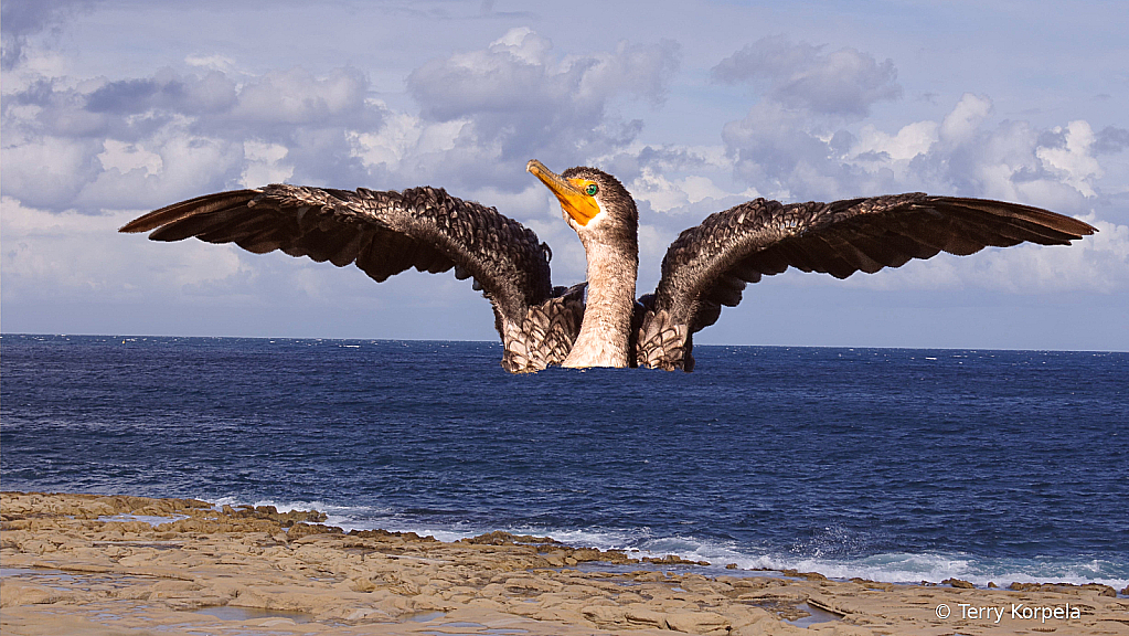 Attack of the Giant Cormorant!!