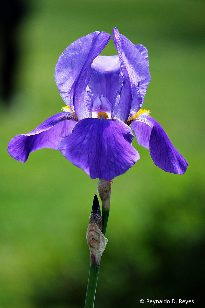 Purple Beauty