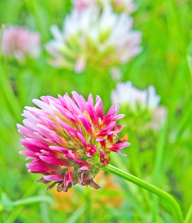 Sea Clover bloom.