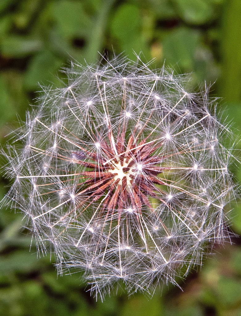 Dandelion.