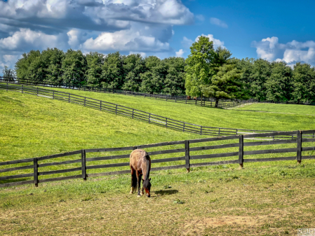 Horse farm