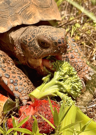 Turtle Loves Broccoli 