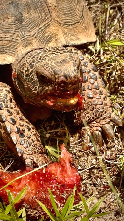 Strawberry face 